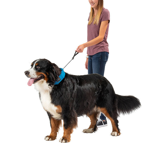 Rad dog collar sale